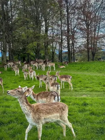 🌿🦌 Phoenix Park, Dublin 