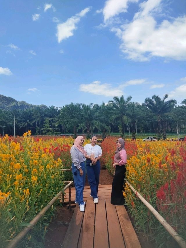 ไร่คุณอารียา – บ้านทุ่ง กระบี่ 🌿🍇