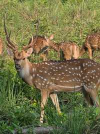 Chitwan National Park