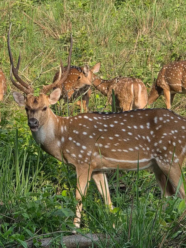 Chitwan National Park