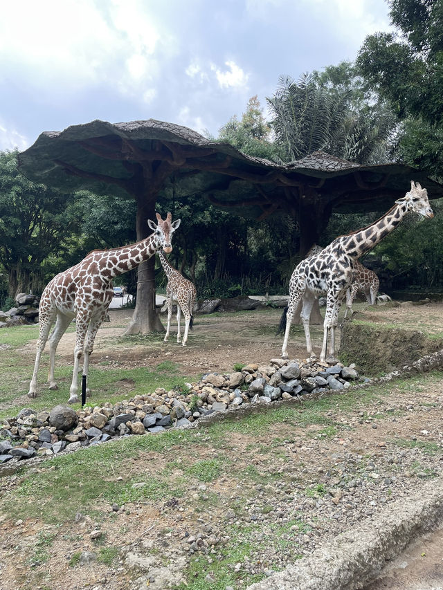 Safari fun day ! 🐯🐘🦁🦓😍😍💕