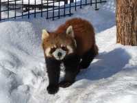 跟著企鵝走！北海道高人氣旭山動物園雪季巡禮