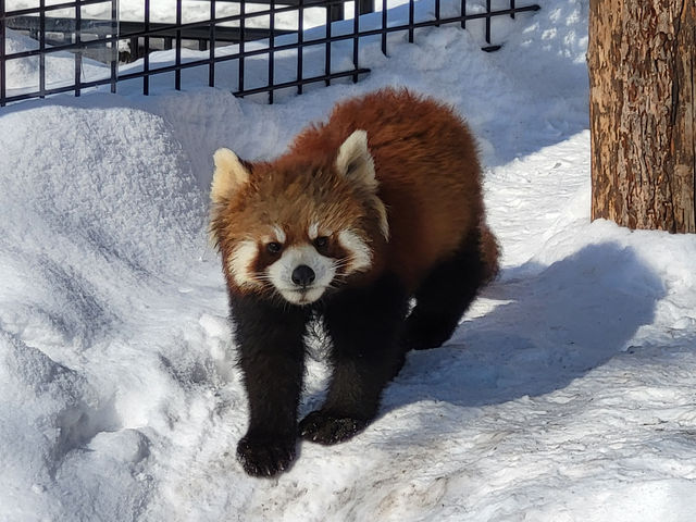 跟著企鵝走！北海道高人氣旭山動物園雪季巡禮