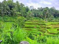 Greens That Breathe: A Morning at Tegallalang