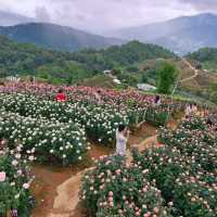 🌹สวนกุหลาบโรแมนติกชิดขอบฟ้า – เชียงใหม่🌄