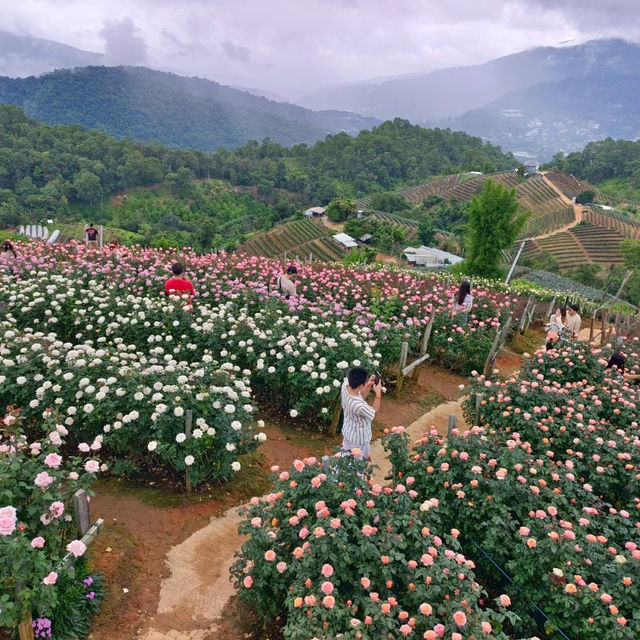 🌹สวนกุหลาบโรแมนติกชิดขอบฟ้า – เชียงใหม่🌄