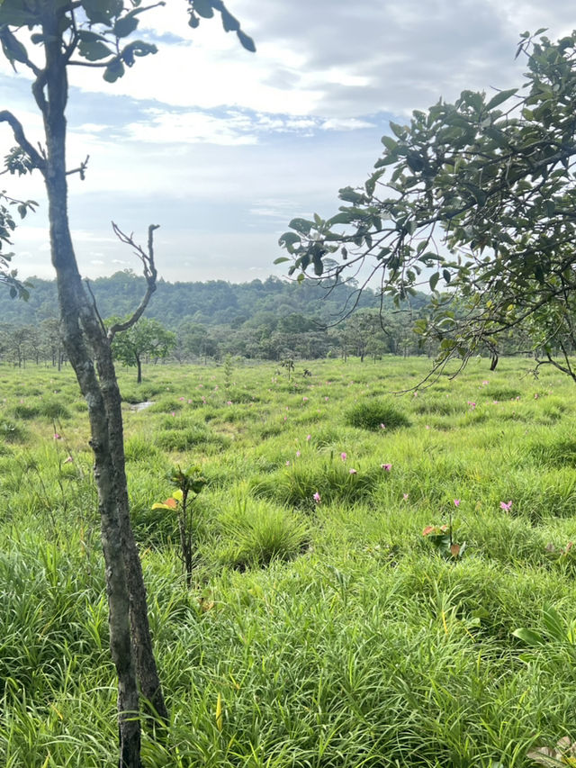 อุทยานแห่งชาติป่าหินงาม