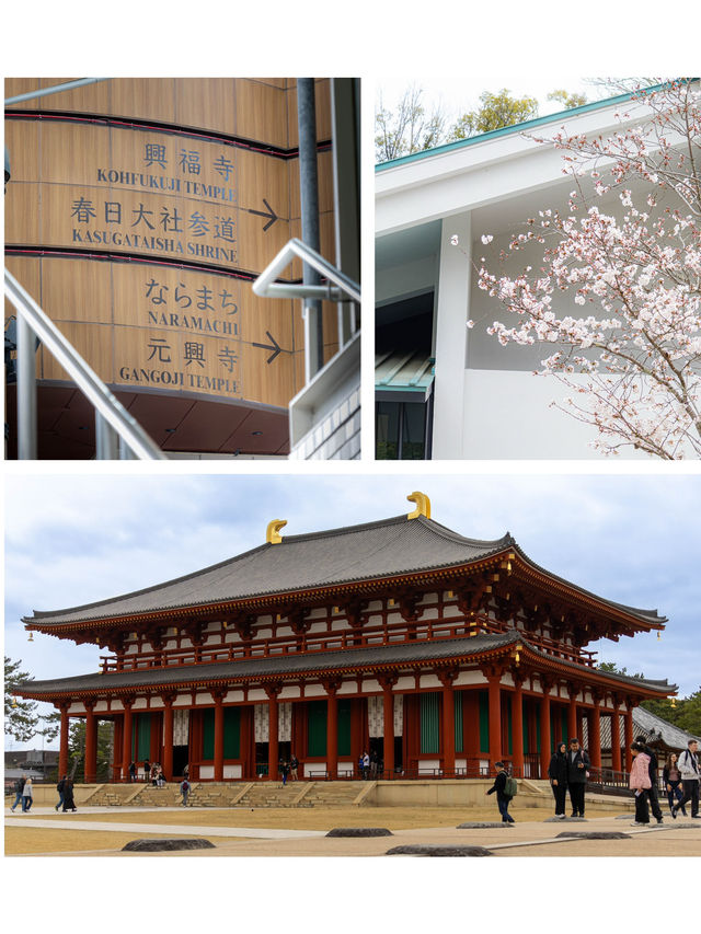 ✨ 「奈良一日遊｜與鹿共舞，穿越千年歷史」 ✨