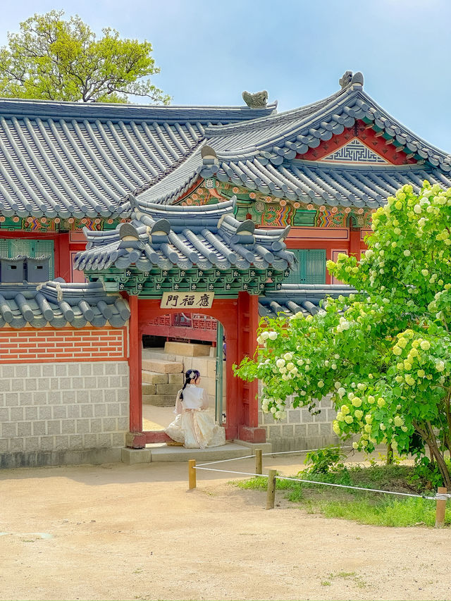 여름날의 푸릇한 경복궁 