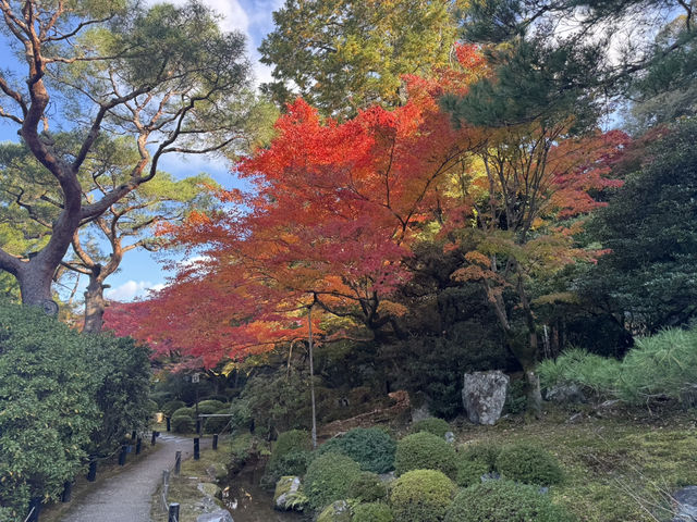 【京都旅行】紅葉見るならここ！！🍁