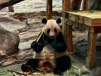 Chimelong Safari Park, Guangzhou: Asia’s Ultimate Wildlife Adventure 