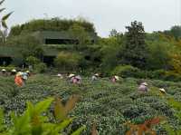 Tea Fields Forever: Wandering Through Long Jing Village