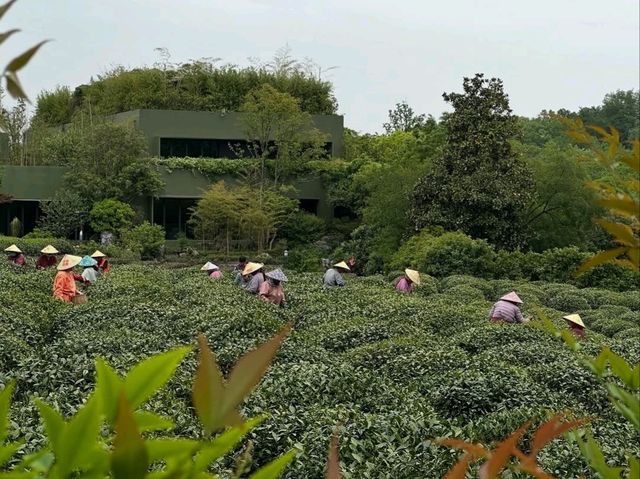 Tea Fields Forever: Wandering Through Long Jing Village