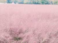 Pink Muhly Sea: A Dreamlike Symphony in Blush