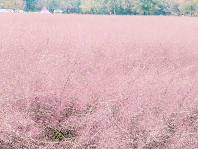 Pink Muhly Sea: A Dreamlike Symphony in Blush