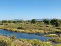 🌿🦆 *Ansim Wetland Ecological Park (안심습지생태공원): Daegu’s Hidden Nature Sanctuary* 🚶‍♀️📸