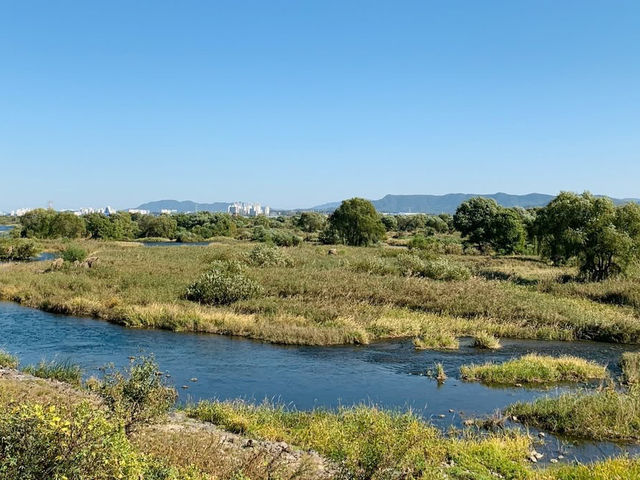 🌿🦆 *Ansim Wetland Ecological Park (안심습지생태공원): Daegu’s Hidden Nature Sanctuary* 🚶‍♀️📸