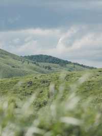 🌿秋吉台｜日本最大級のカルスト台地で大自然を感じる絶景ハイキング