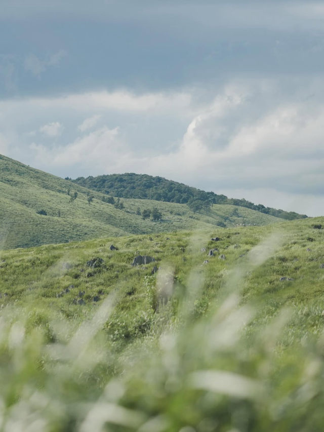 🌿秋吉台｜日本最大級のカルスト台地で大自然を感じる絶景ハイキング