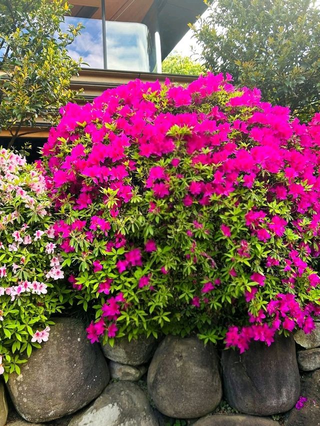A Burst of Color at Nezu Shrine Azalea Garden