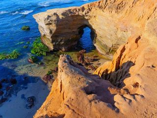 🏖 Bãi biển La Jolla, San Diego: Thiên đường sinh vật biển