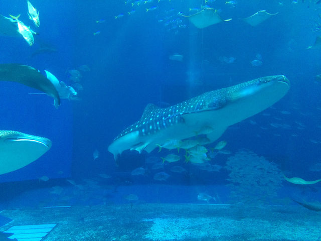 【沖縄・国頭郡】🦈美ら海水族館〜世界最大のジンベエザメが目の前〜 【沖縄・国頭郡】🦈美ら海水族館〜世界最大のジンベエザメが目の前〜