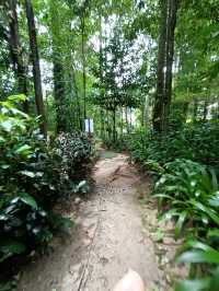 ป่าในเมือง – ระนอง