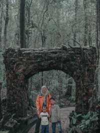 Mount Kinabalu Botanical Garden – A Hidden Gem at the Foot of the Mountain