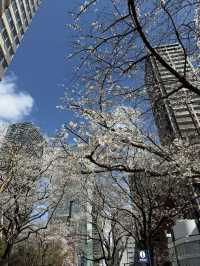 2025.03.28 櫻花季東京獨旅五天四夜行程 p6 第四天行程大公開(1.愛宕一帶)
