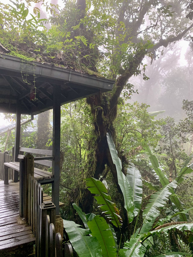 Step Into a Fairytale: Exploring Cameron Highlands’ Mossy Forest