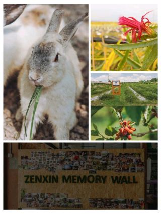 #sepangitinerary
🪷 Zenxin Memory Wall – A Peaceful Escape in Selangor 🌿✨

The Zenxin Memory Wall in Selangor is a serene spot designed for reflection and remembrance. Surrounded by lush greenery, this peaceful area offers visitors a quiet space to honor loved ones while connecting with nature. 🌱💚

🌟 What to Expect:

Tranquil Ambience 🌿 – Calm surroundings ideal for meditation and reflection.

Beautiful Design 🧱 – The wall is thoughtfully built with symbolic meaning.

Nature All Around 🌳 – A blend of eco-conscious design and natural scenery.

Eco-Farm Experience 🚶♂️ – Often paired with visits to Zenxin Organic Park.


📍 How to Reach:

~1 hour drive from Kuala Lumpur 🚗

Easily accessible via Google Maps (search Zenxin Organic Park / Memory Wall) 🗺️


💡 Tip: Visit during early mornings or evenings for the most peaceful atmosphere. 🌅

#ZenxinMemoryWall #SelangorTravel #PeacefulEscape #NatureAndReflection #EcoParkSelangor #MindfulJourney #MalaysiaTrip