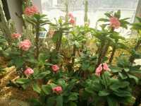 佐敦谷公園|仙人掌低調開花奇蹟💫城市秘境賞花新體驗!