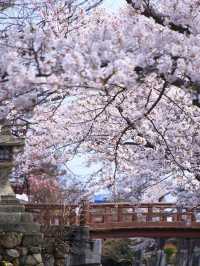 Serenity on Hachiman-bori Canal — A Timeless Cherry Blossom Cruise 💗