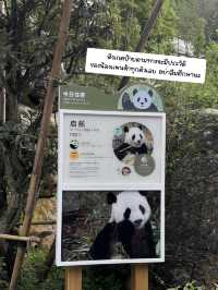 🐼📍เที่ยวเฉิงตู Panda Valley Dujiangyan🎋✨