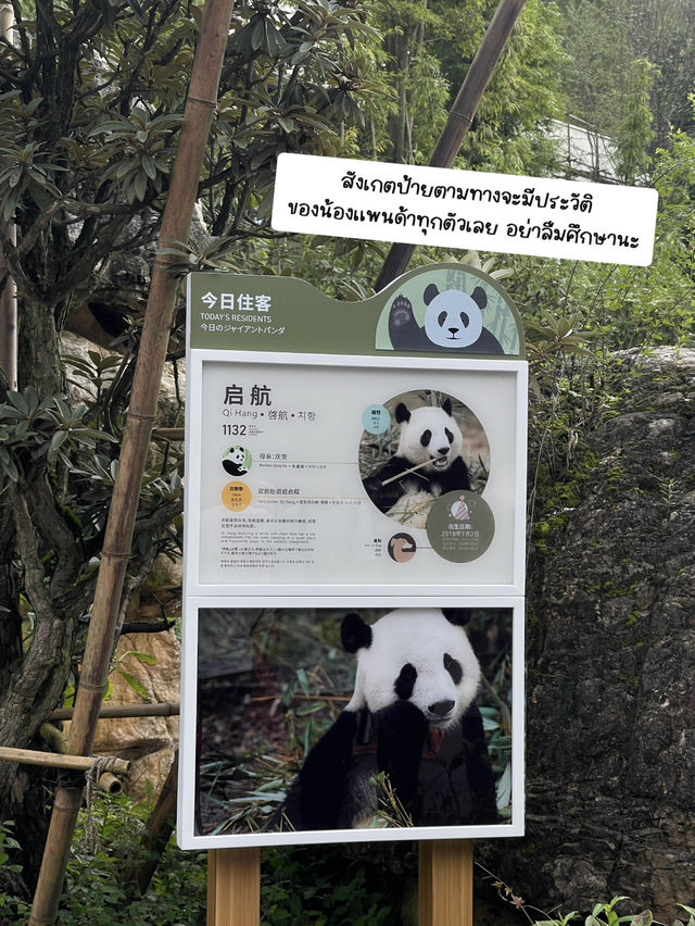 🐼📍เที่ยวเฉิงตู Panda Valley Dujiangyan🎋✨