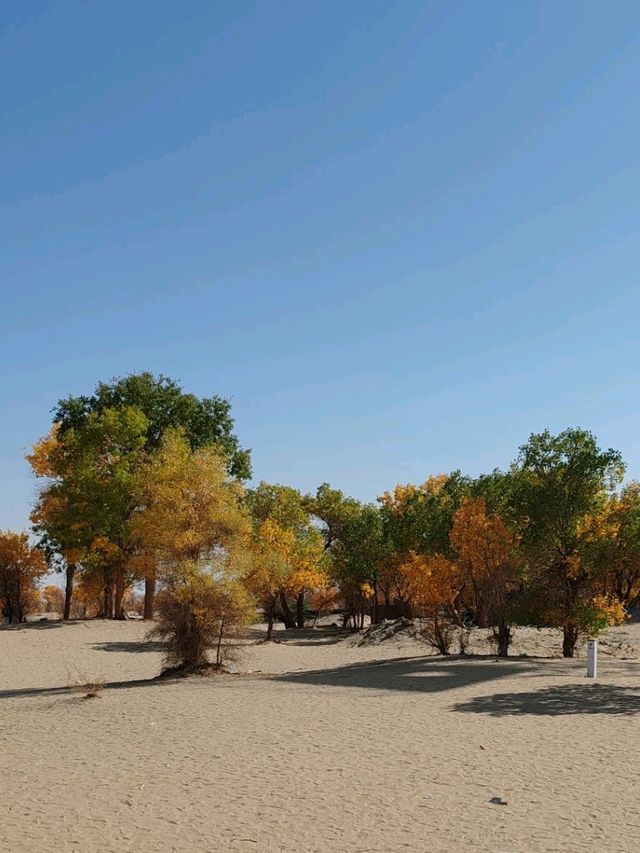 The Spirit of the Desert Poplar