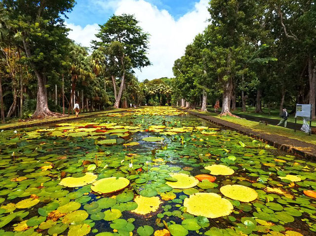 SSR Botanic Garden - Mauritius 