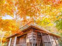 あの花の聖地🌼秩父で紅葉満喫