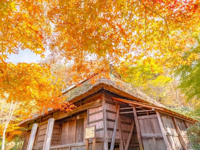 あの花の聖地🌼秩父で紅葉満喫