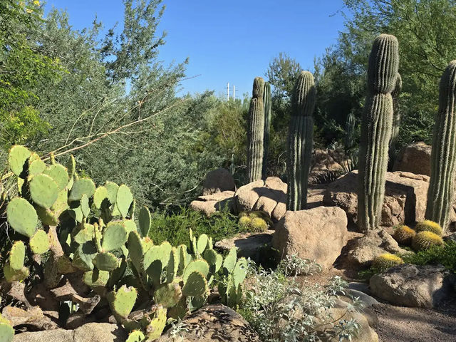 Desert Botanical Garden