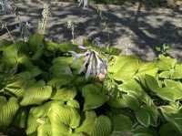 Brooklyn Botanic Garden