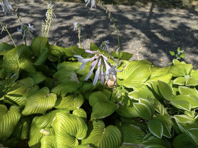 Brooklyn Botanic Garden