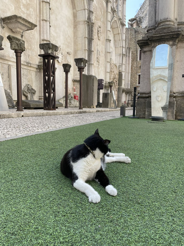 【🇵🇹ポルトガル】リスボンにある猫が人気な修道院