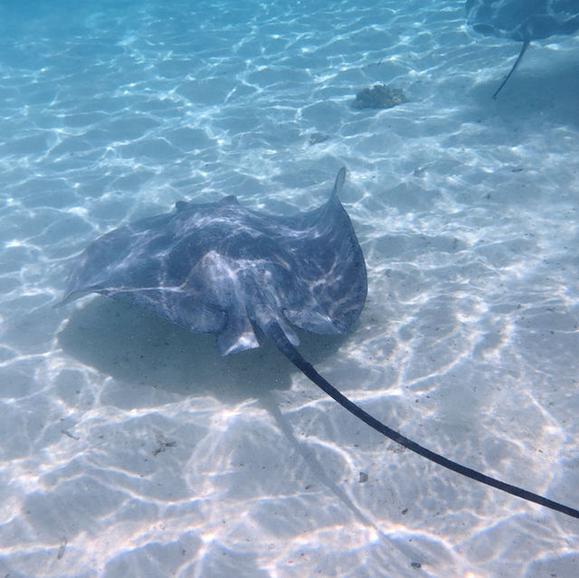 환상의 지상낙원 보라보라섬👍