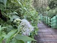 ⛅️清境天空步道：漫步在雲端的輕旅行