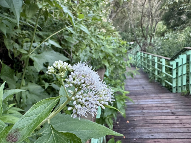 ⛅️清境天空步道：漫步在雲端的輕旅行