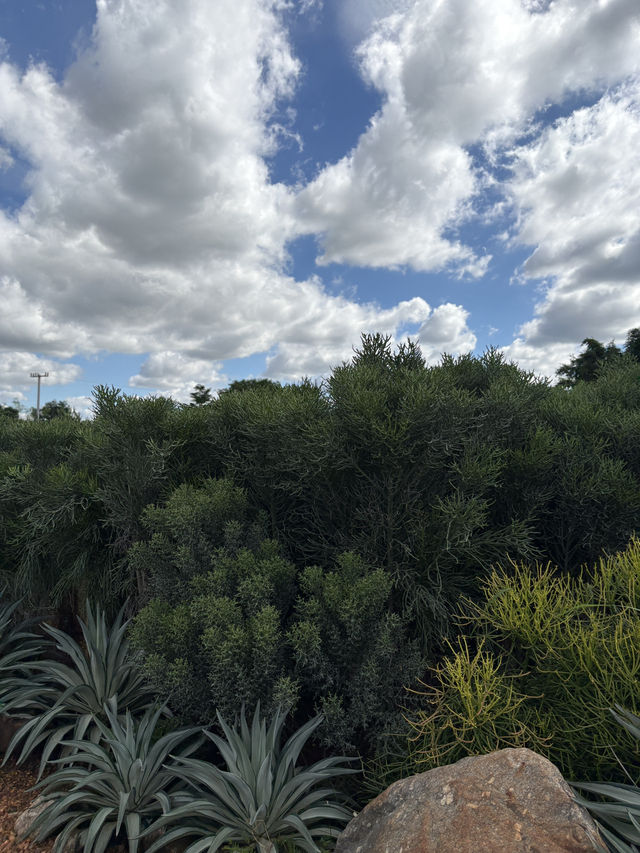 ไร่วันยังขำ คาเฟ่ โอพันเทีย และสวนสน ไร่วันยังขำ คาเฟ่ โอพันเทีย และสวนสน