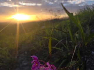 วิวช่วงเวลาทองเหนือโฮนีอารา 🌅✨