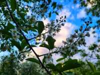 🌊 Bow River Pathway – Calgary’s Most Iconic Riverside Walk