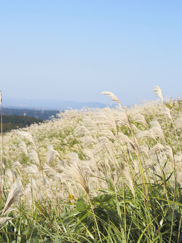 大自然満喫!春から秋にオススメの阿蘇の絶景スポット